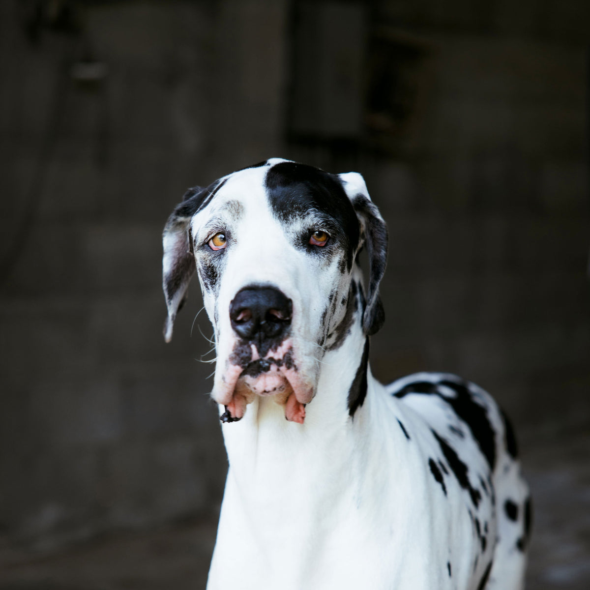 Great Dane with black and white coat standing against a dark background